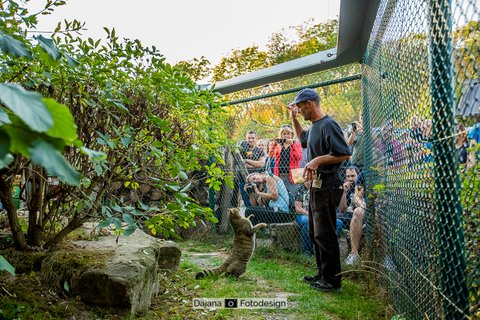 2018 - Kuder Carlo bei der Fütterung im Wildkatzendorf Hütscheroda