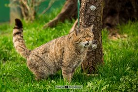 Wildkatzendorf Hütscheroda - Europäische Wildkatze - Felis Silvestris